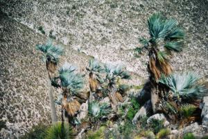 post-5026-030617200 1310907248_thumb.jpg