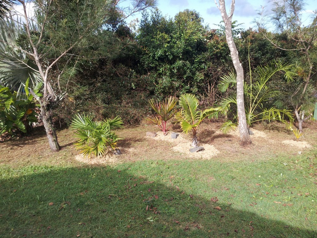 Garden tidy up before and after DISCUSSING PALM TREES WORLDWIDE