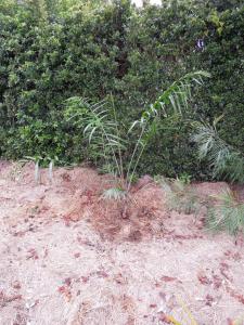 post-51-007389800 1334580506_thumb.jpg