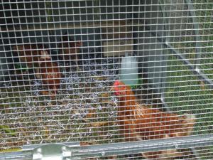 post-51-008865200 1316868187_thumb.jpg