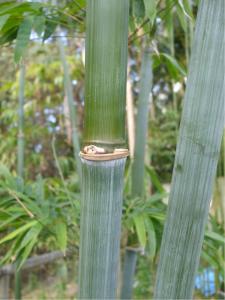 post-51-016301600 1311853013_thumb.jpg