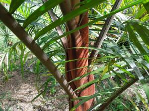 post-51-019908700 1334625790_thumb.jpg