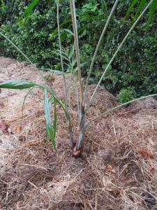 post-51-050682800 1334580537_thumb.jpg