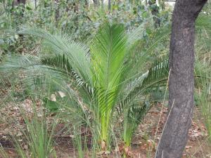 post-51-091648500 1339321609_thumb.jpg