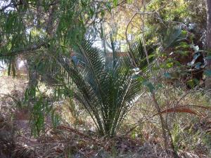 post-51-098546500 1339321431_thumb.jpg