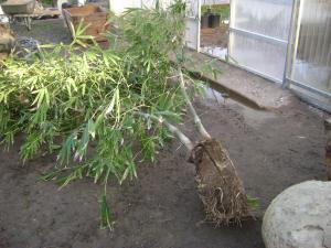 post-5111-0-12819500-1362111932_thumb.jp