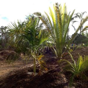 post-5111-0-26449400-1415766661_thumb.jp