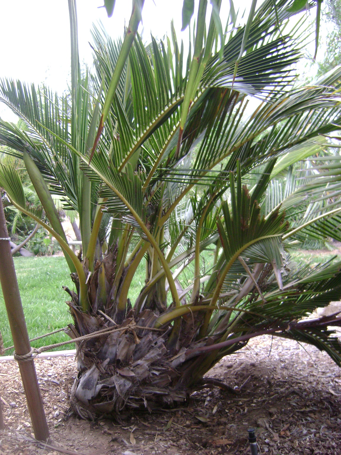 Jubaeopsis Caffra Tplant DISCUSSING PALM TREES