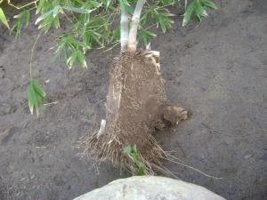 post-5111-0-44635500-1362111967_thumb.jp