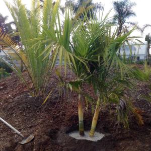 post-5111-0-78066600-1415766736_thumb.jp