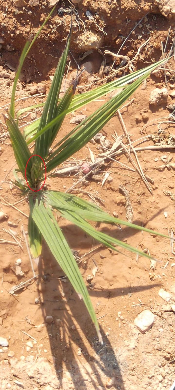 Do ants eat palms ? DISCUSSING PALM TREES WORLDWIDE PalmTalk