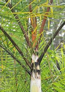 post-5160-033940200 1321642532_thumb.jpg