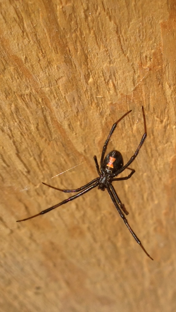 Getting rid of black widows