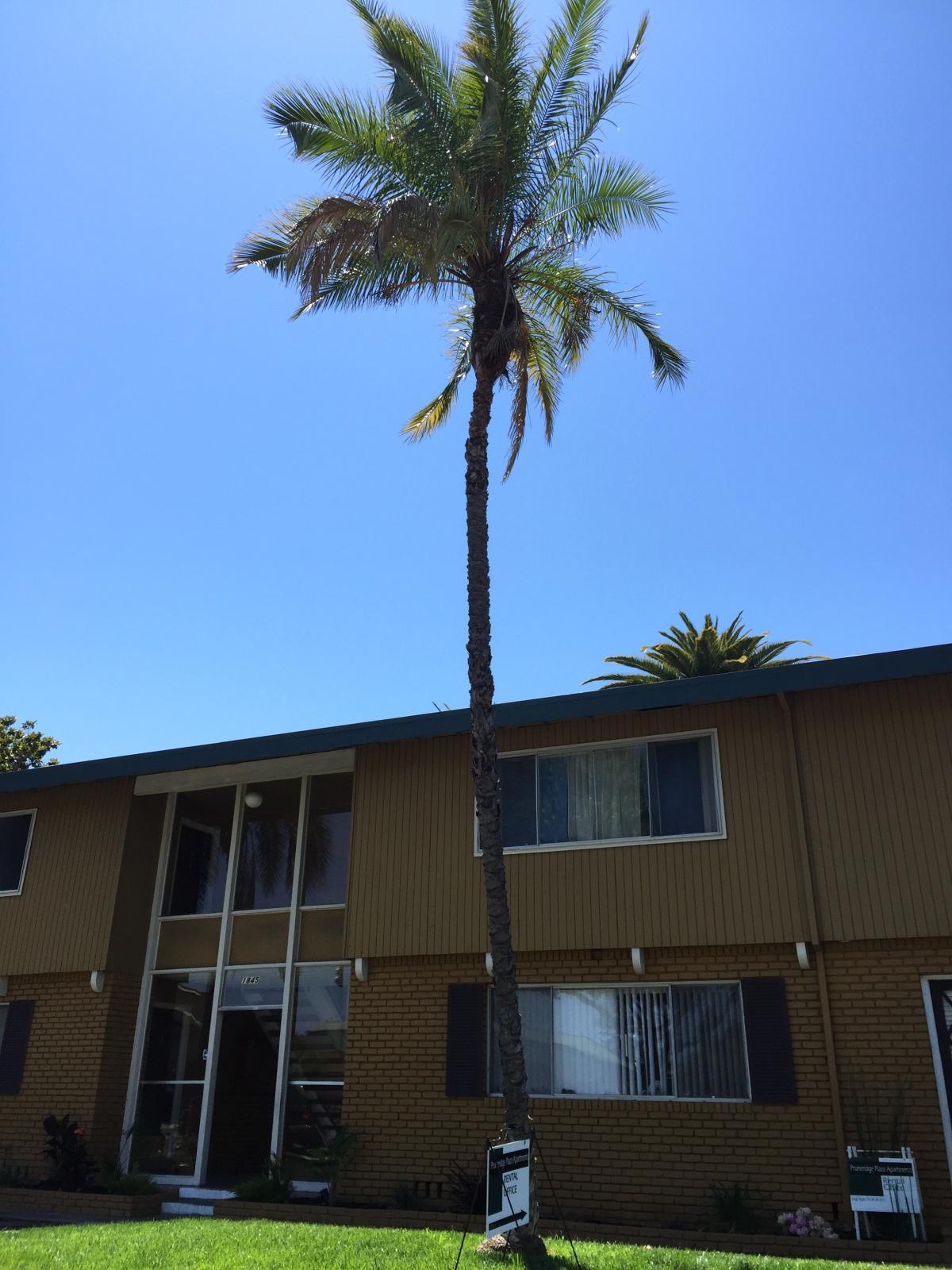What pinnate palm tree is this?