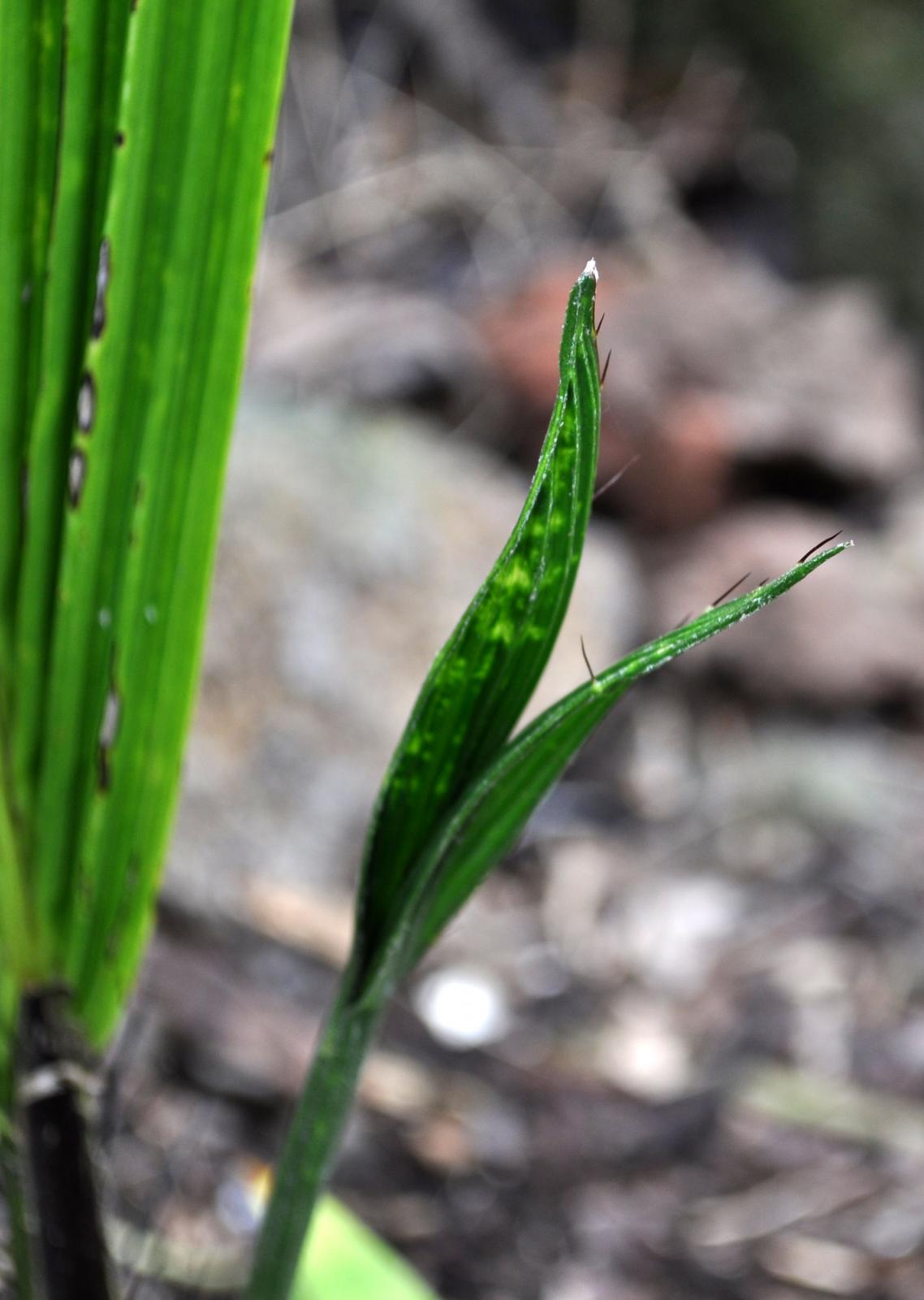Reincarnation of 'Dead' Bactris militaris DISCUSSING PALM TREES
