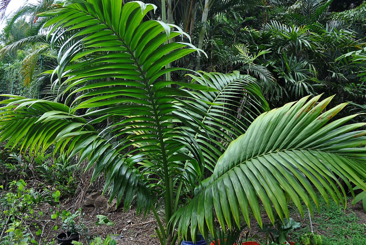 Neoveitchia storckii DISCUSSING PALM TREES WORLDWIDE PalmTalk