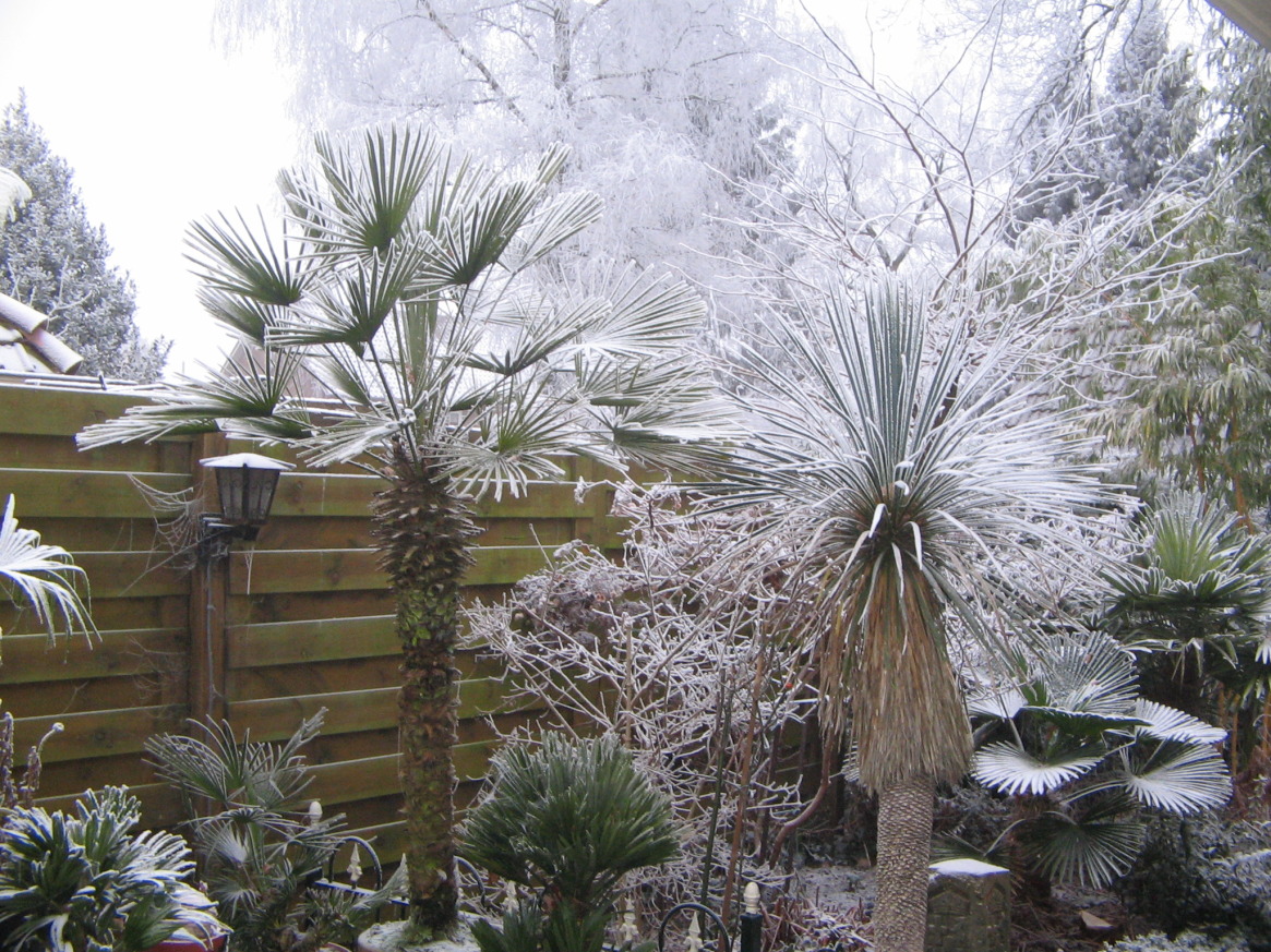 frozen fog DISCUSSING PALM TREES WORLDWIDE PalmTalk