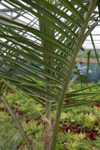 post-5471-0-08858500-1436555745_thumb.jp