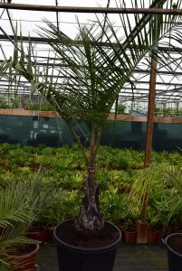 post-5471-0-09177300-1436555734_thumb.jp