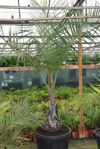 post-5471-0-31667900-1437309418_thumb.jp