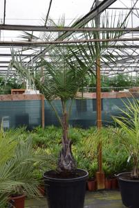 post-5471-0-80483600-1437309428_thumb.jp