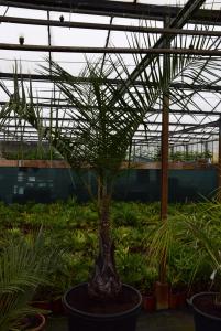 post-5471-0-86407400-1436555718_thumb.jp