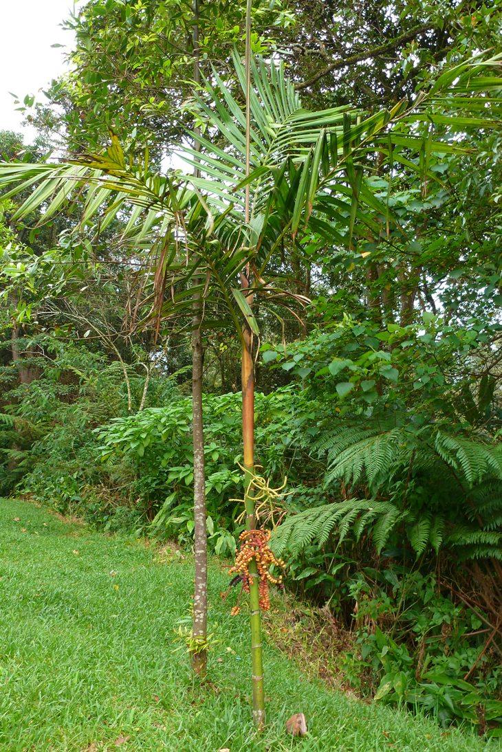 Another palm ID please
