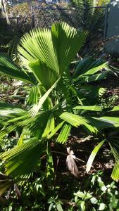 post-5491-0-08743400-1418996918_thumb.jp