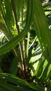 post-5491-0-14329800-1418997086_thumb.jp