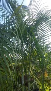 post-5491-0-17910700-1410180298_thumb.jp