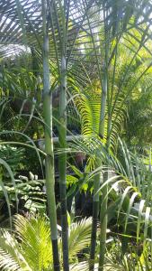 post-5491-0-18196100-1410180284_thumb.jp