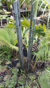 post-5491-0-35897900-1425915684_thumb.jp