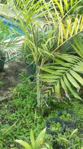 post-5491-0-46549100-1430759240_thumb.jp