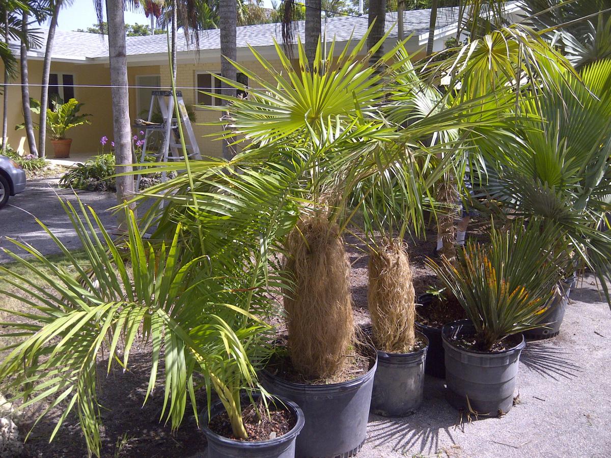 Various rare palms for sale