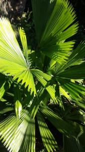 post-5491-0-55332800-1418996900_thumb.jp