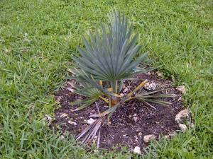 post-5491-0-75211500-1342027101_thumb.jp