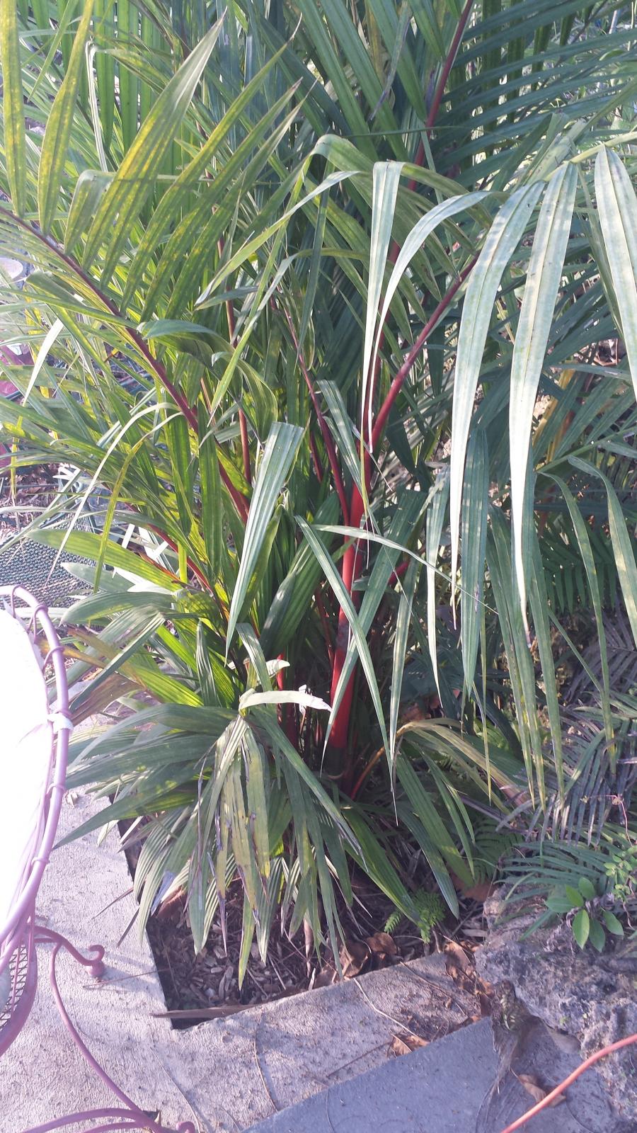 Cyrtostachys renda in South Florida