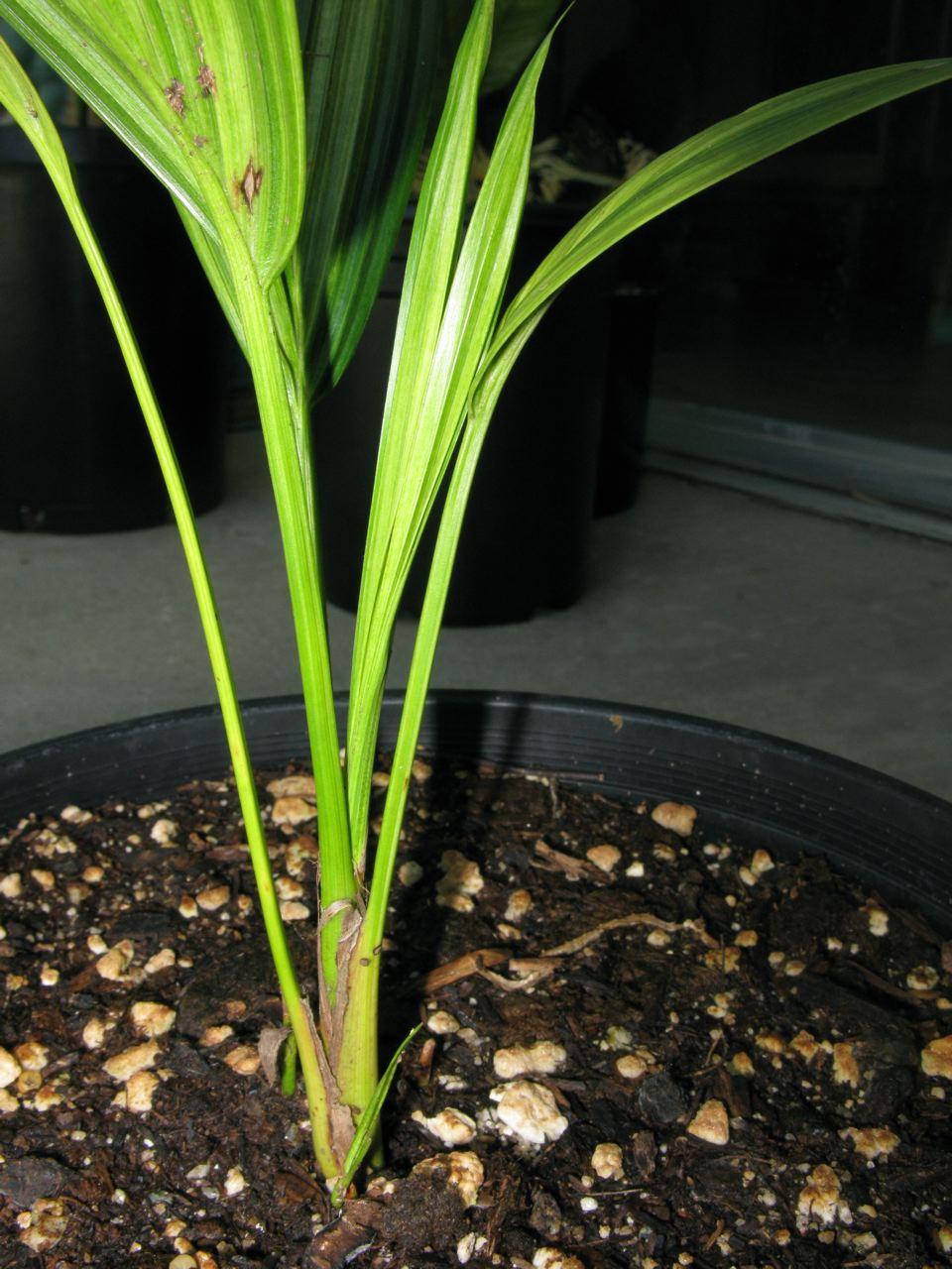 Oh ha baby Variegated Cyrtostachys renda DISCUSSING 