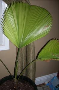 post-5591-068122200 1319248413_thumb.jpg