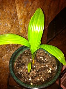 post-5591-098777700 1319248673_thumb.jpg