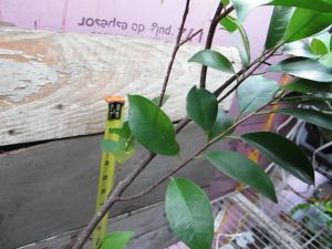 post-5700-0-56472400-1390366925_thumb.jp