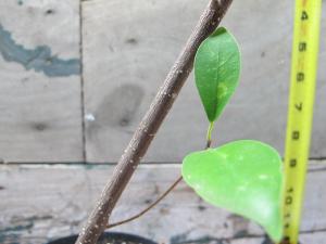 post-5700-0-65681200-1390366942_thumb.jp