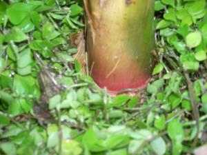 post-5709-0-07780700-1377036221_thumb.jp