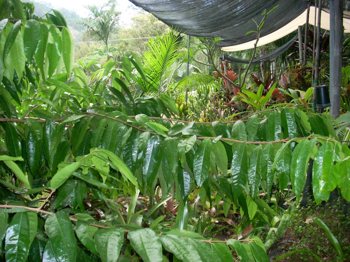 Whyanbeelia terrae regina TROPICAL LOOKING PLANTS Other Than Palms
