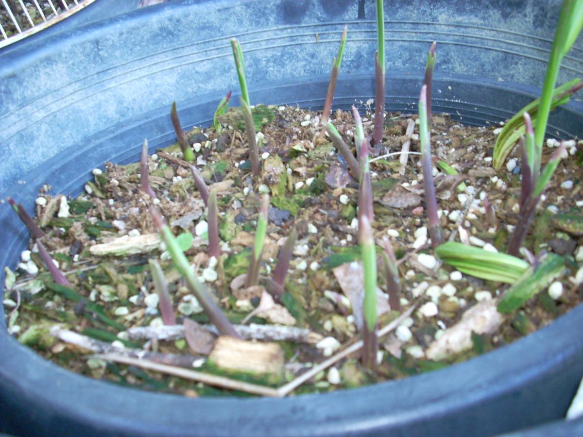 Dictyocaryum Seed
