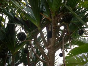 post-5709-0-40837600-1354432497_thumb.jp