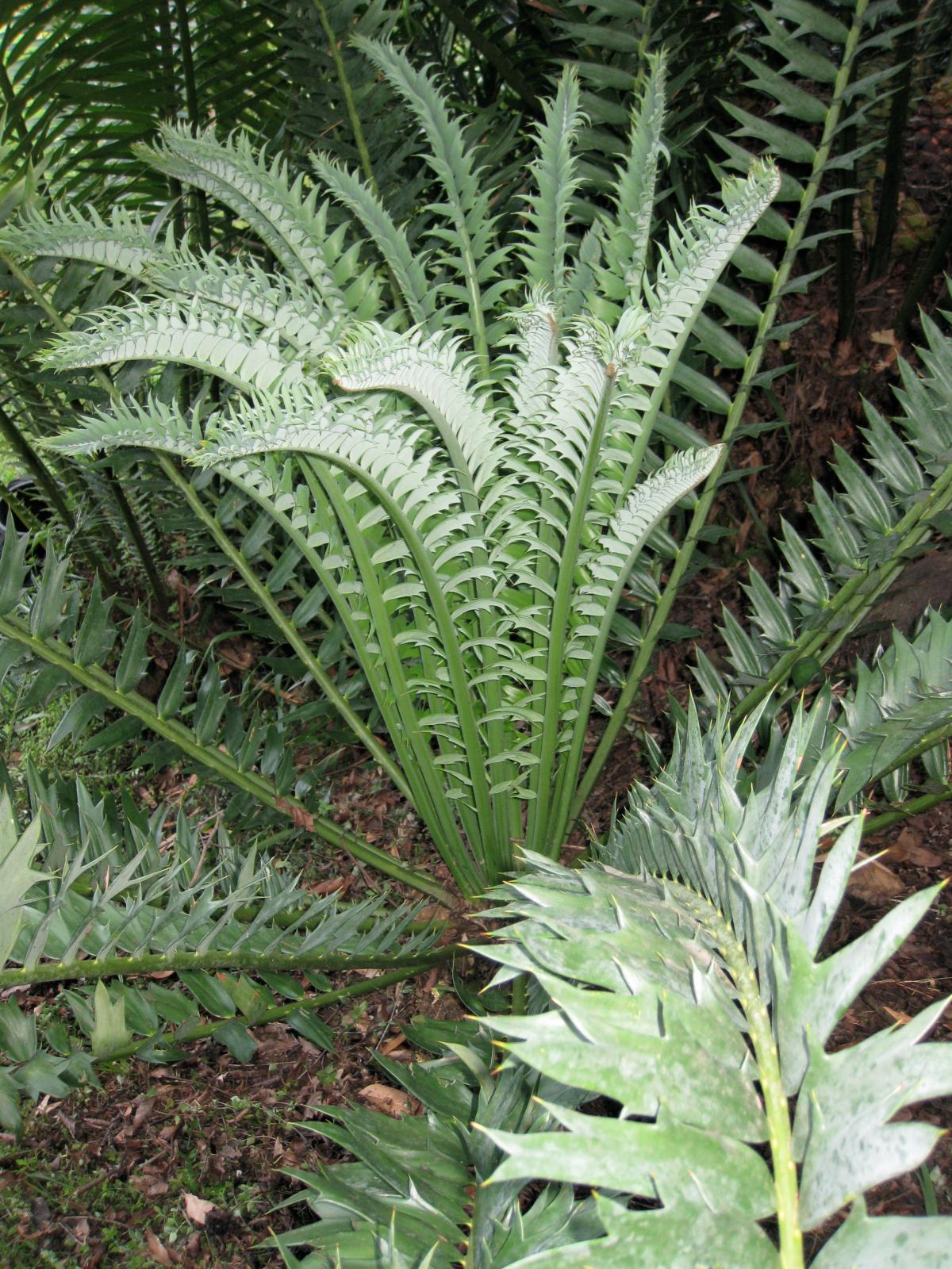 Encephalartos arenarius