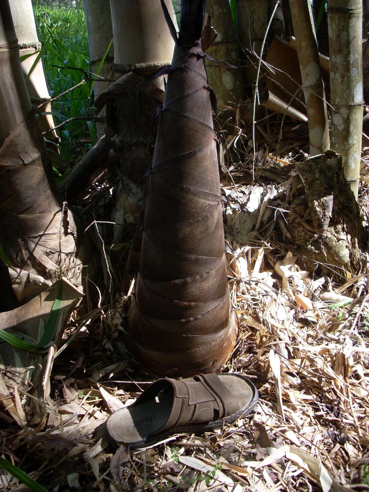 Big BOO Shooting time :) - TROPICAL LOOKING PLANTS - Other Than Palms ...