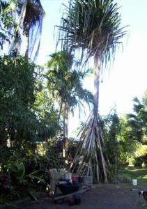 post-5709-0-67948700-1356591492_thumb.jp