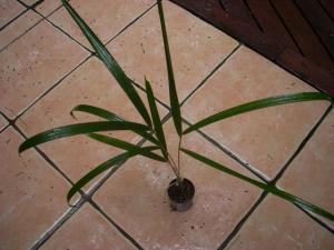 post-5709-0-85455300-1360967245_thumb.jp